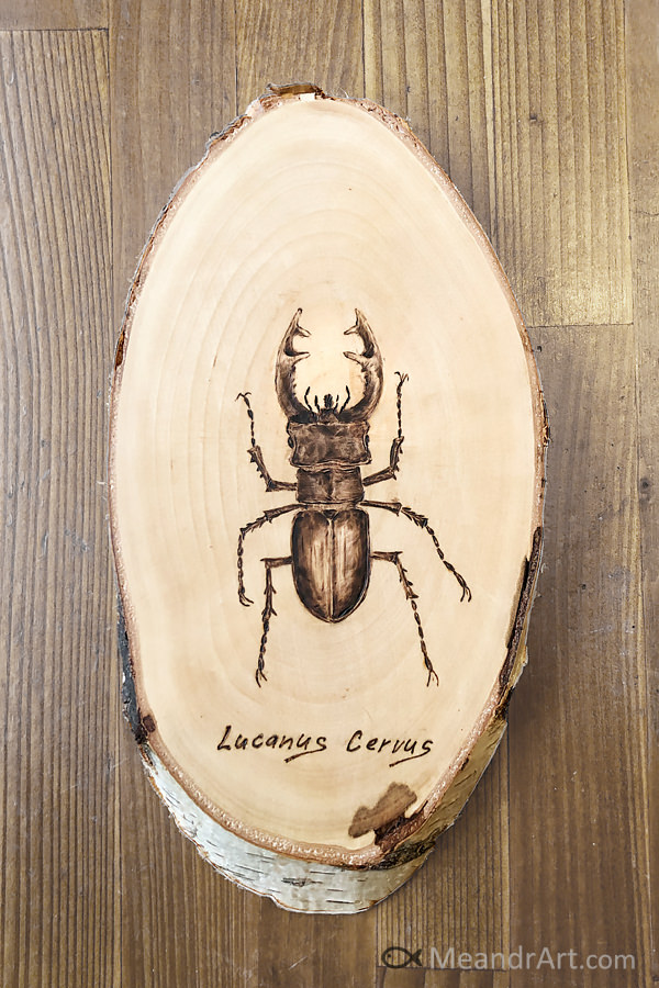 20. Stag beetle burned on birch