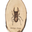 Roháč obecný (Lucanus cervus)
