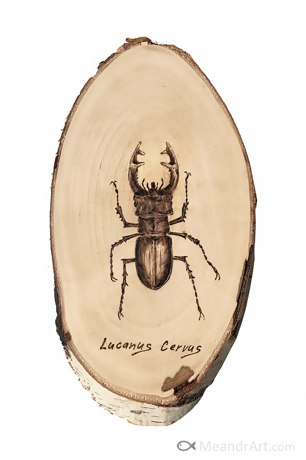 20. Stag beetle burned on birch