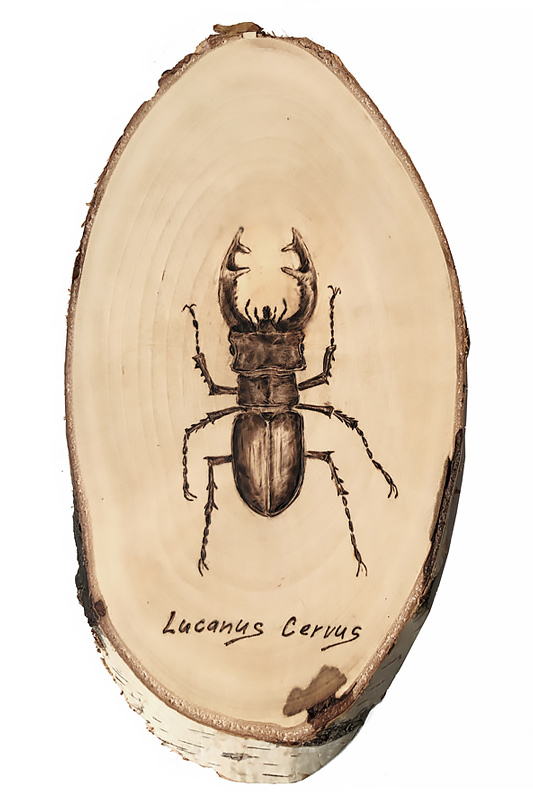 Roháč obecný (Lucanus cervus)